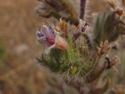 Echium italicum L.的圖片