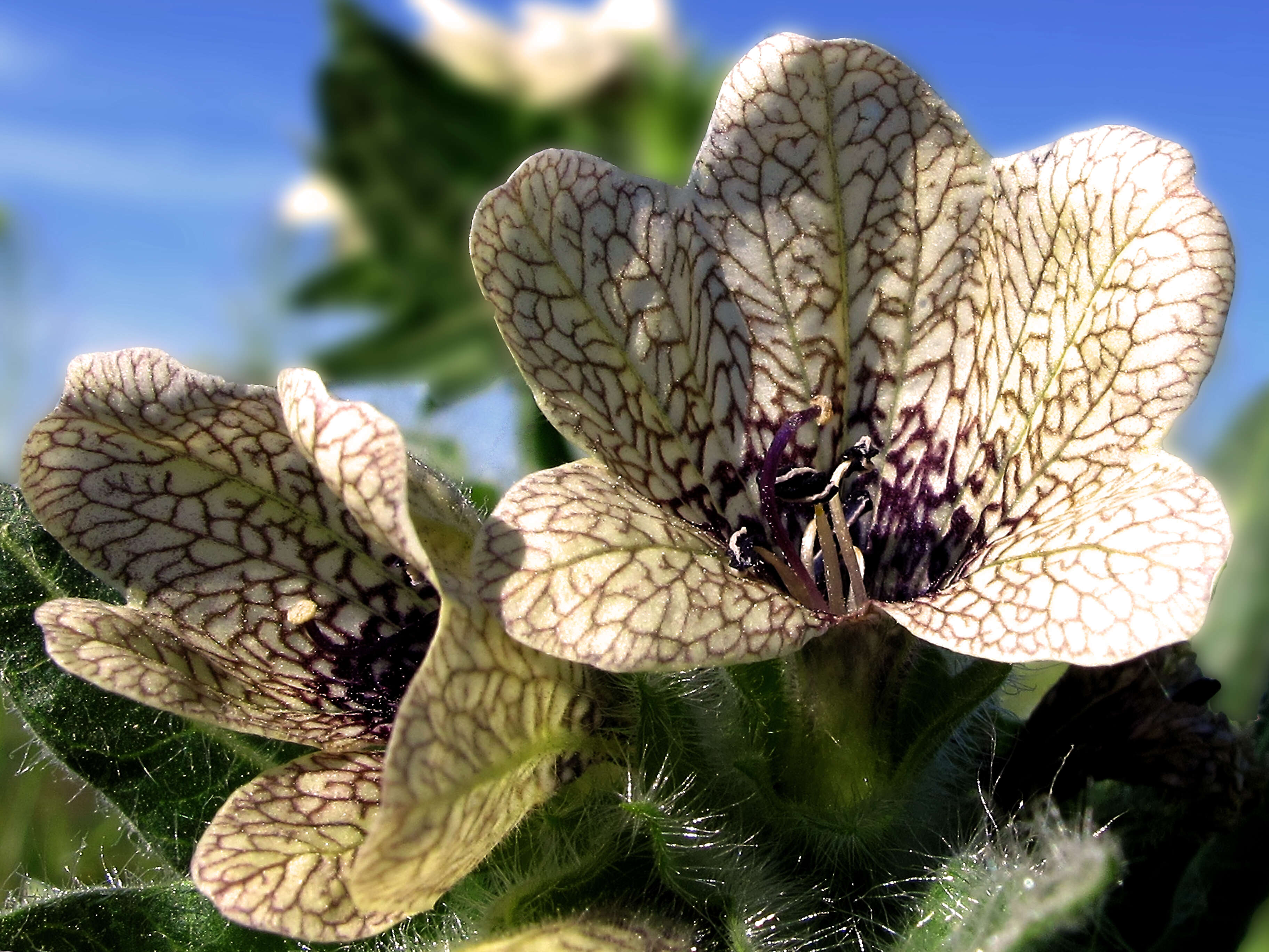 Image of black henbane