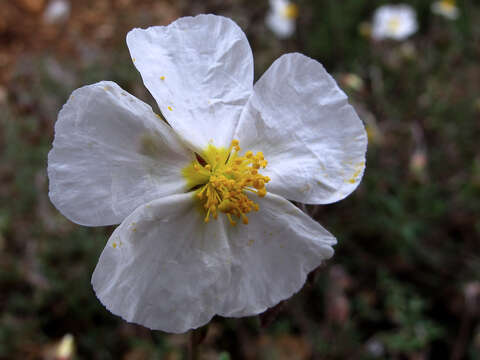 Image of White Rock-rose