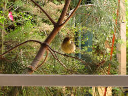 Image of Common Chiffchaff