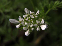 Imagem de Scandix pecten-veneris L.