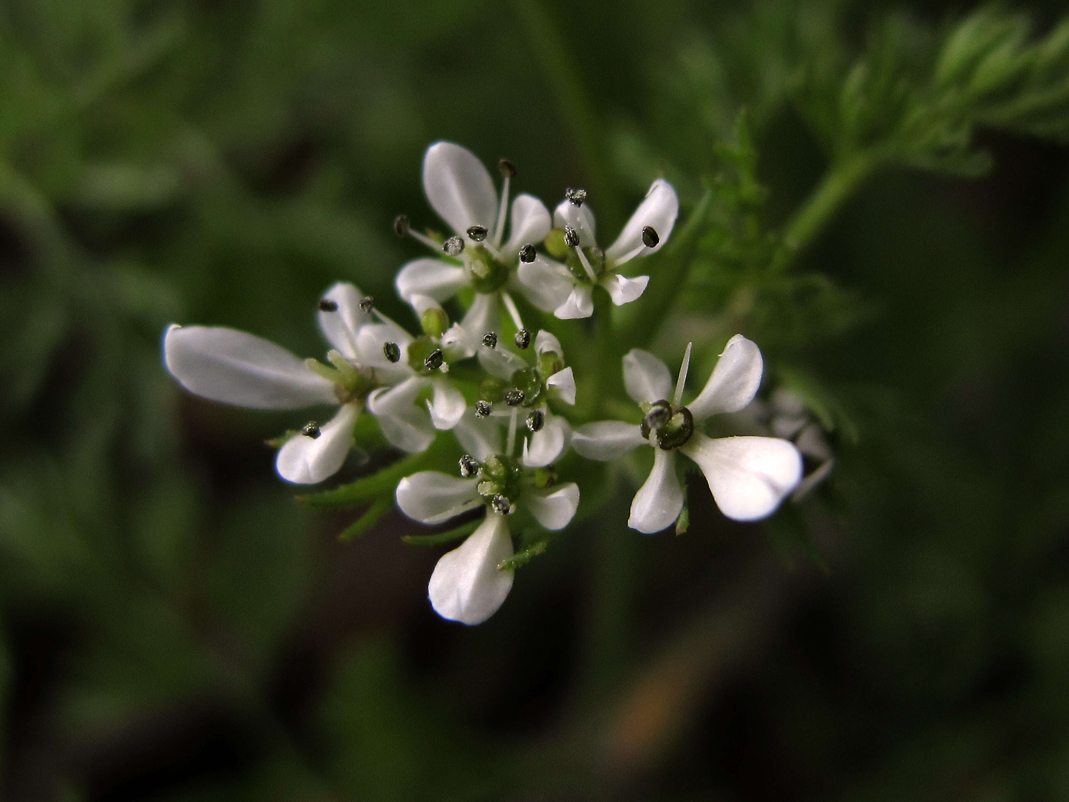 Image of shepherdsneedle