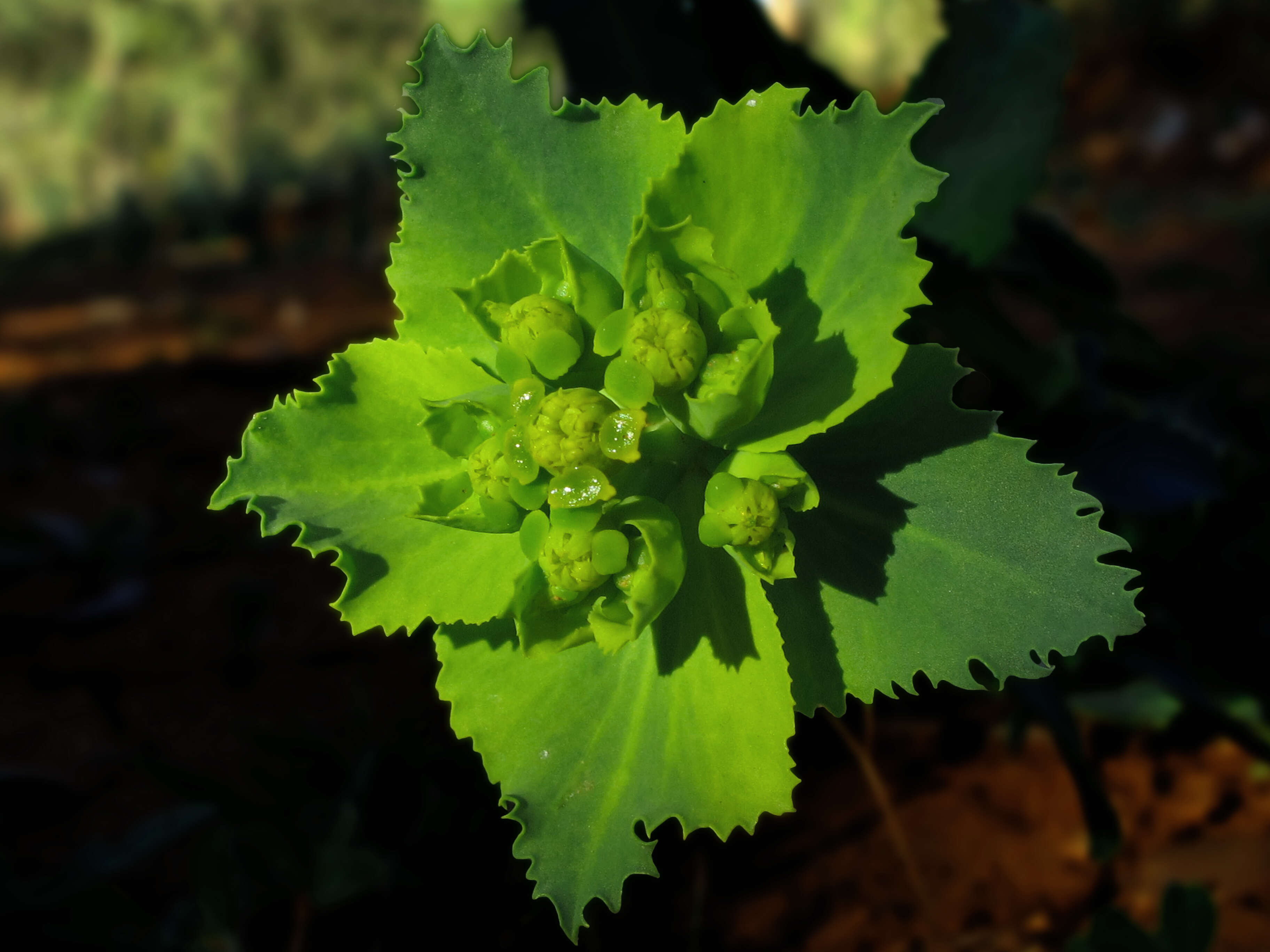 Image of serrate spurge