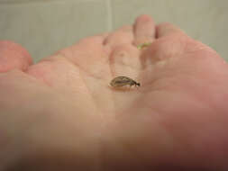 Image of brown lacewings