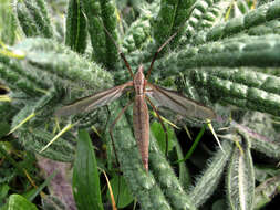 Image of Cranefly