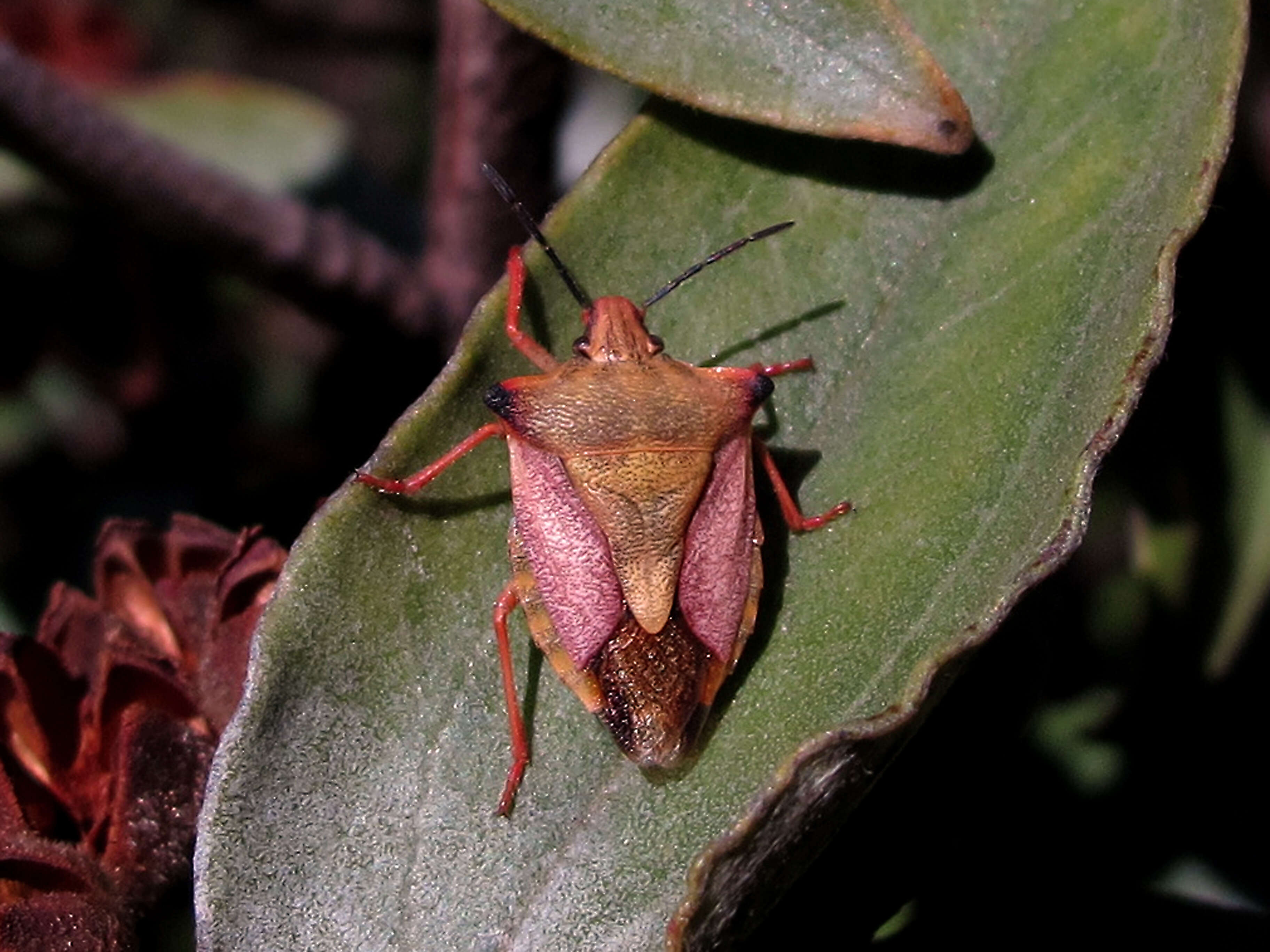 Image of <i>Carpocoris fuscispinus</i>