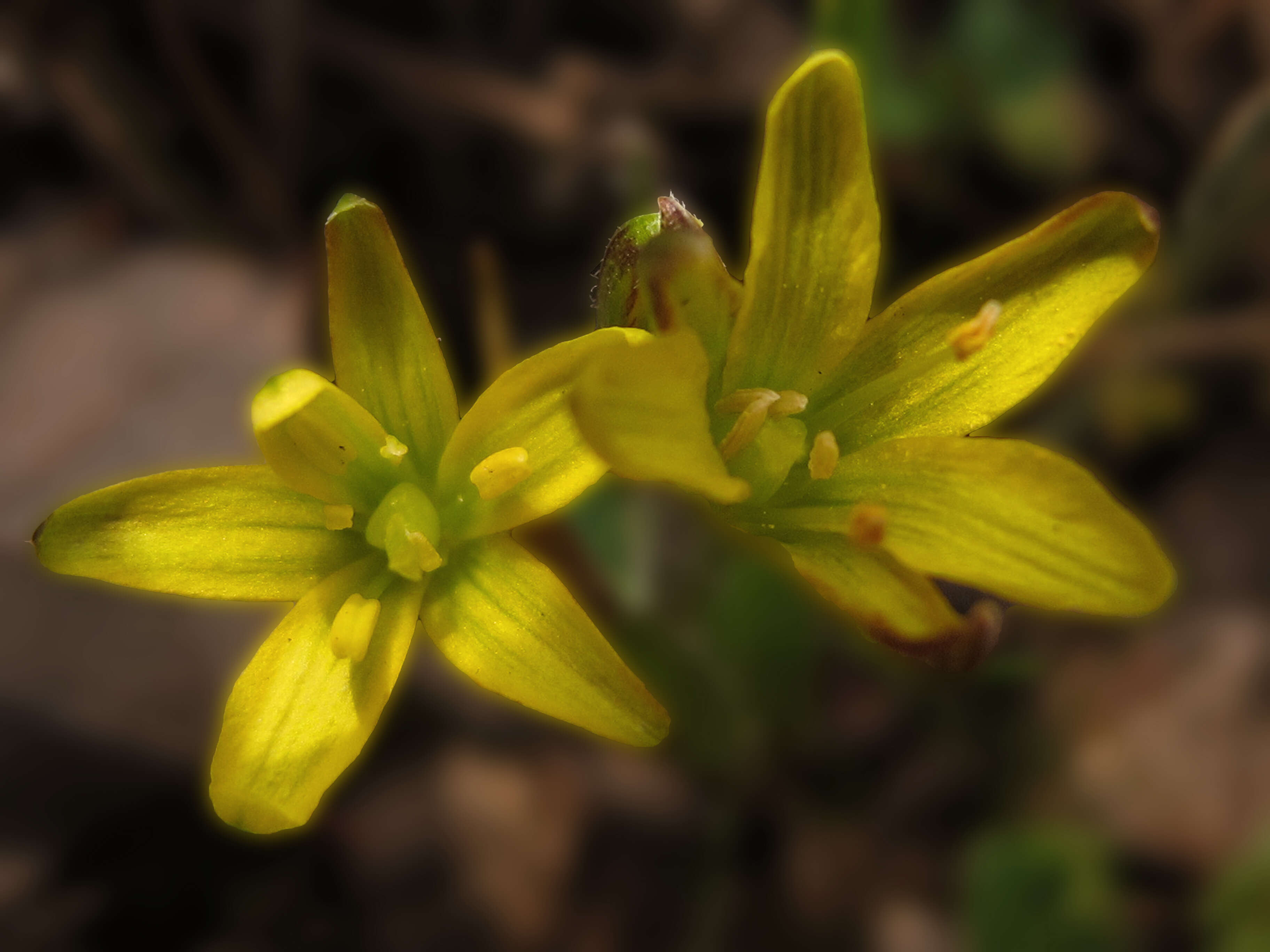 Image of star of Bethlehem