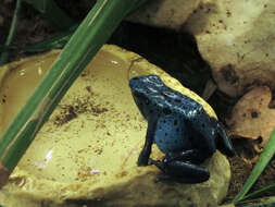 Image of Dendrobates azureus