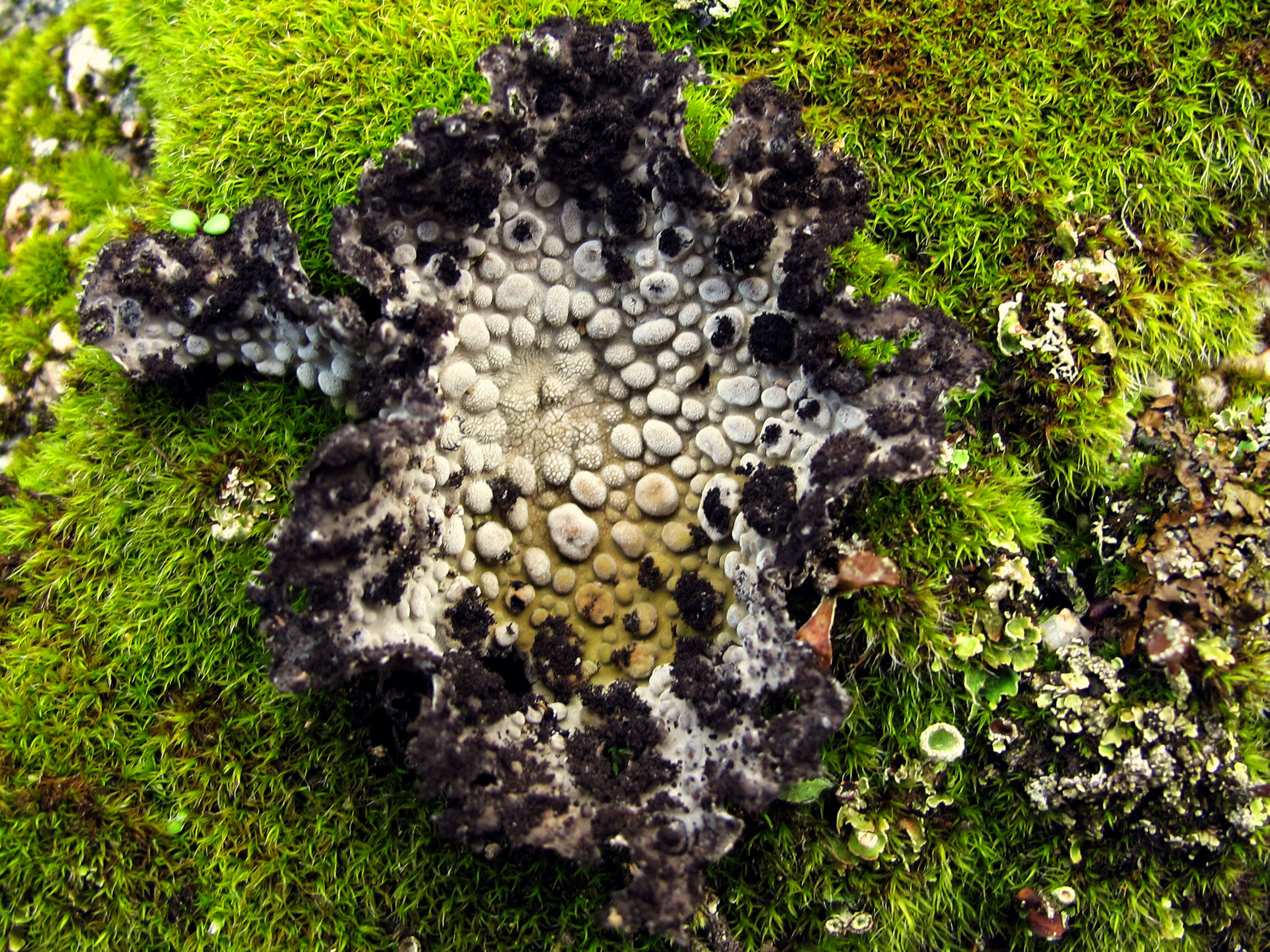 Image of blistered navel lichen