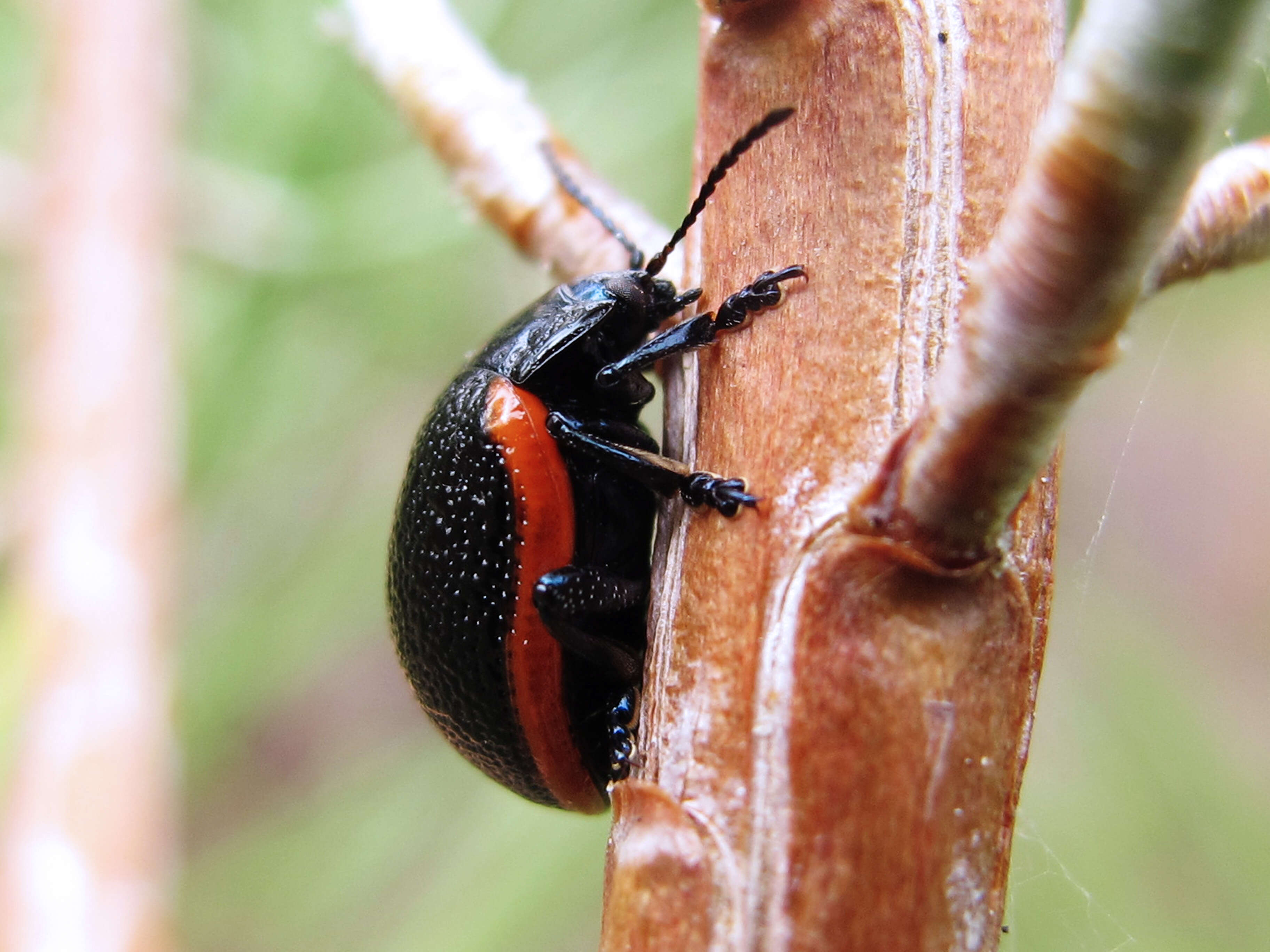 Image of Chrysolina