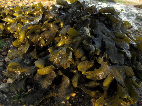 Image of Bladder Wrack