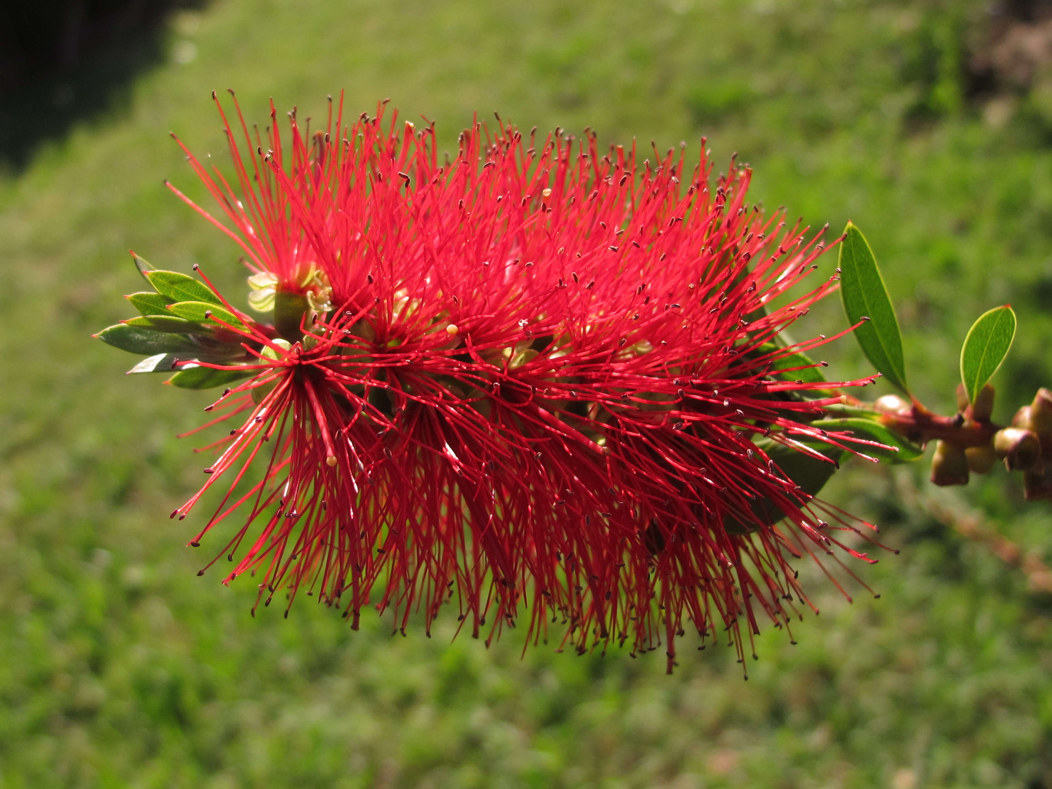 صورة Callistemon citrinus (Curtis) Skeels