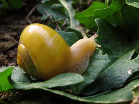 Image of Brown Lipped Snail