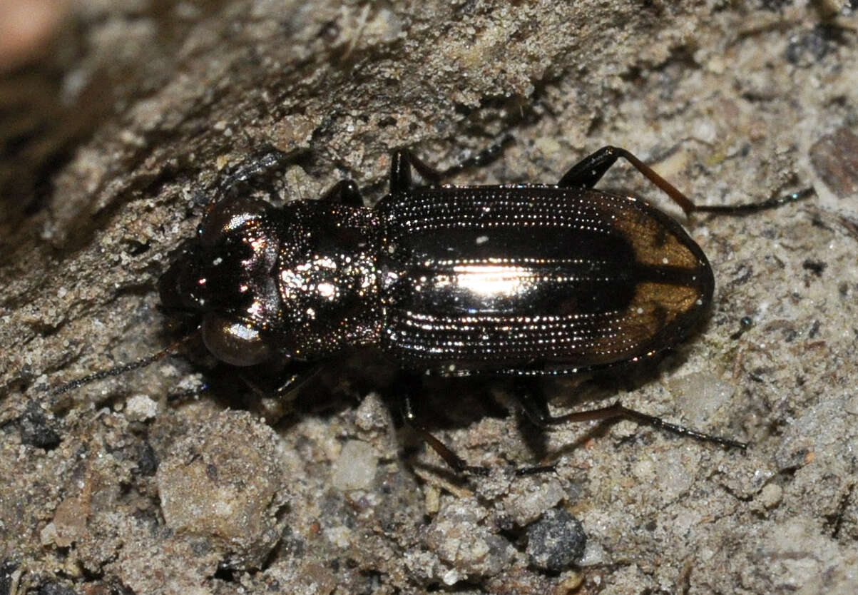 Image of Big-Eyed Bronze Beetle