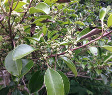 Image of Kurogane holly