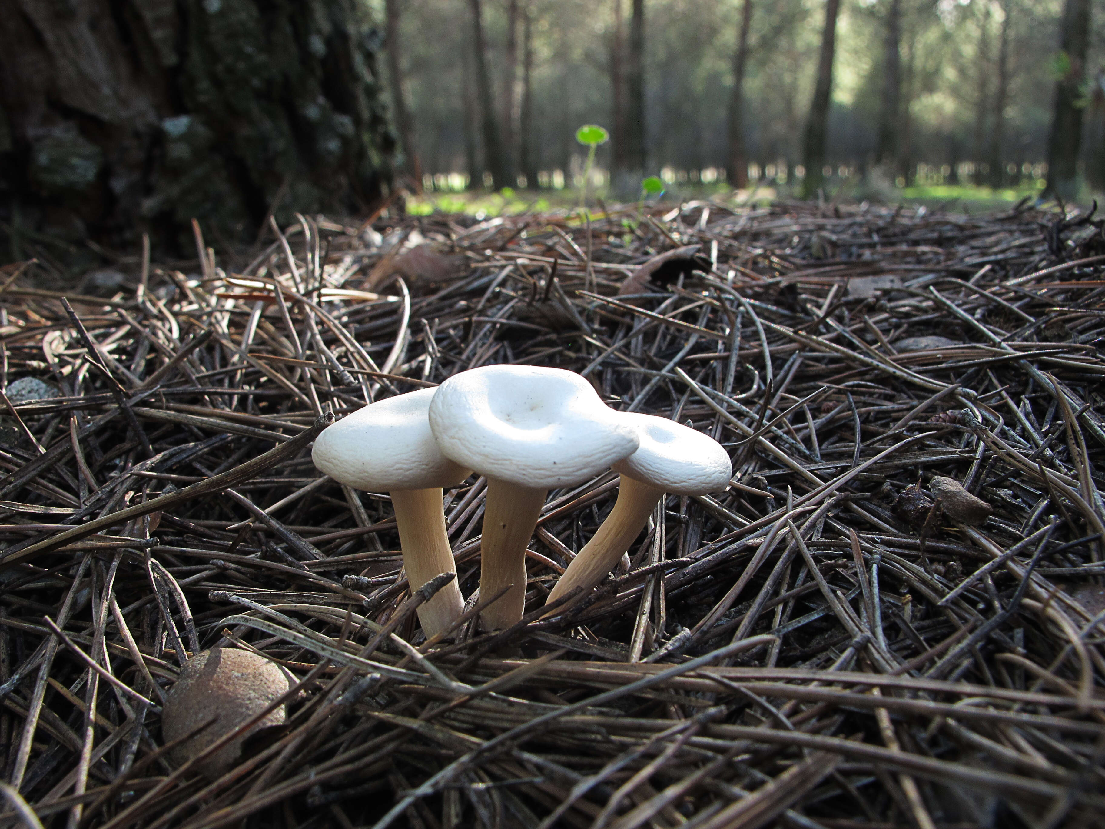 Image of Clitocybe