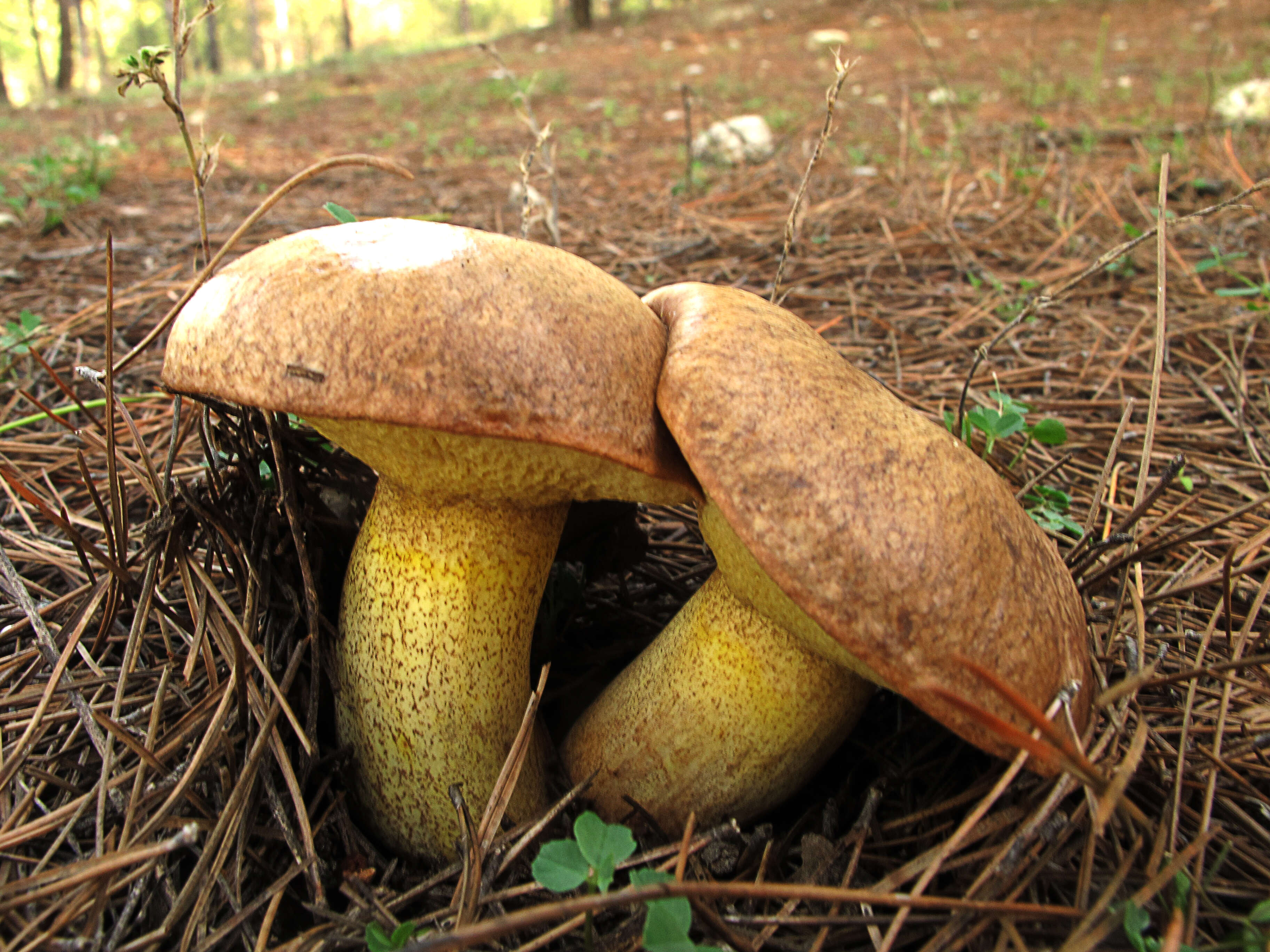 Image of Suillus collinitus (Fr.) Kuntze 1898