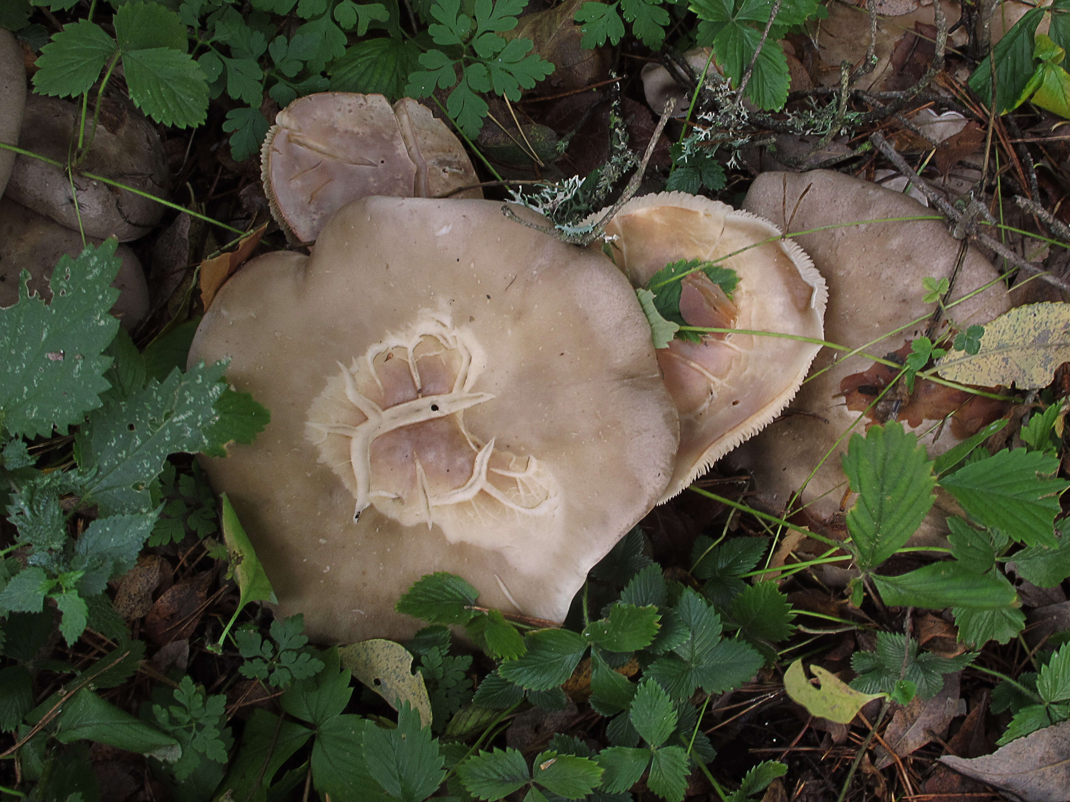 Image of Clitocybe