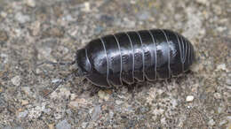 Image of Pill woodlouse