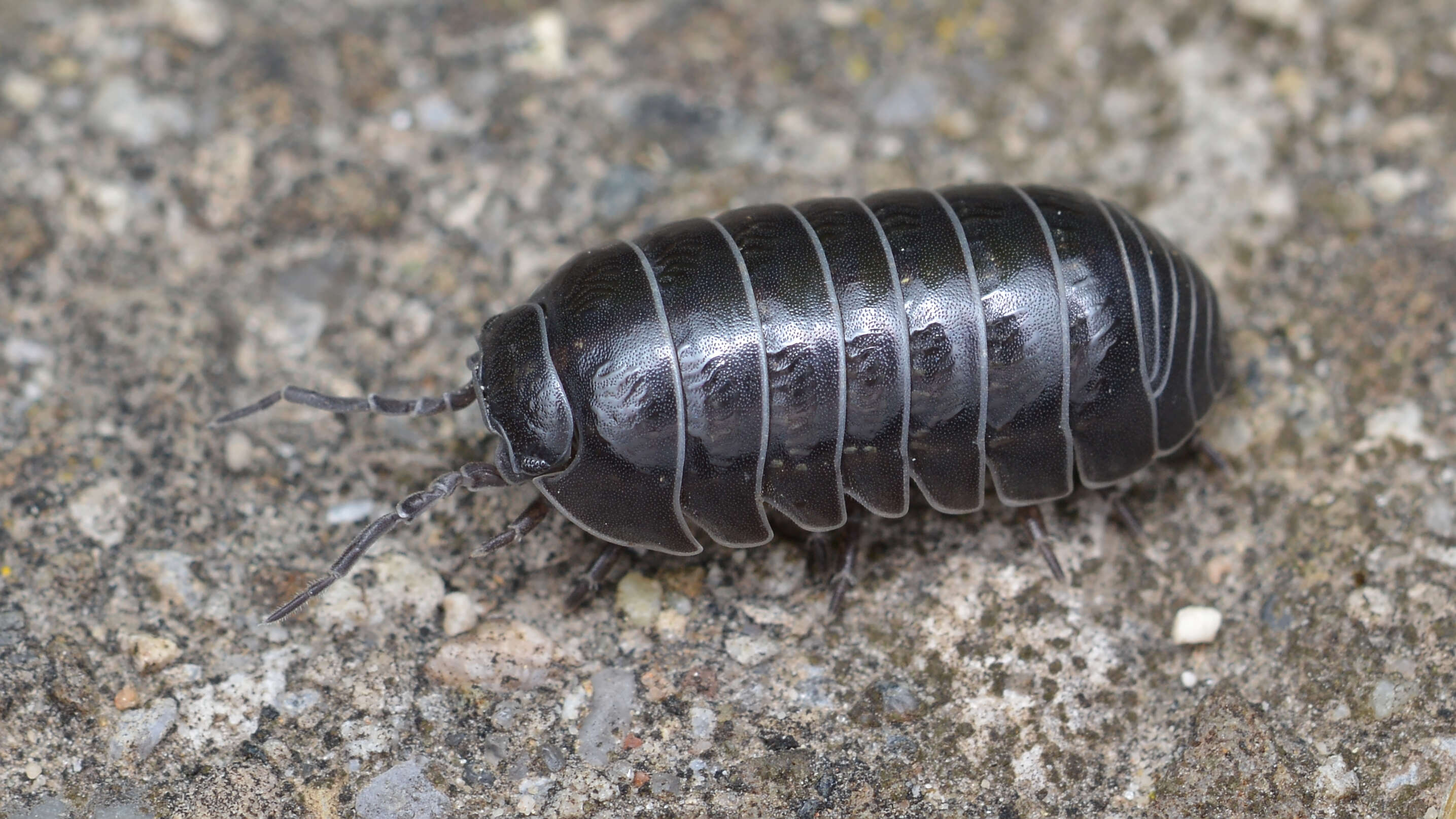 Image of Pill woodlouse