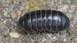 Image of Pill woodlouse