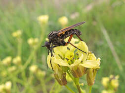 Image of Empis tessellata Fabricius 1794