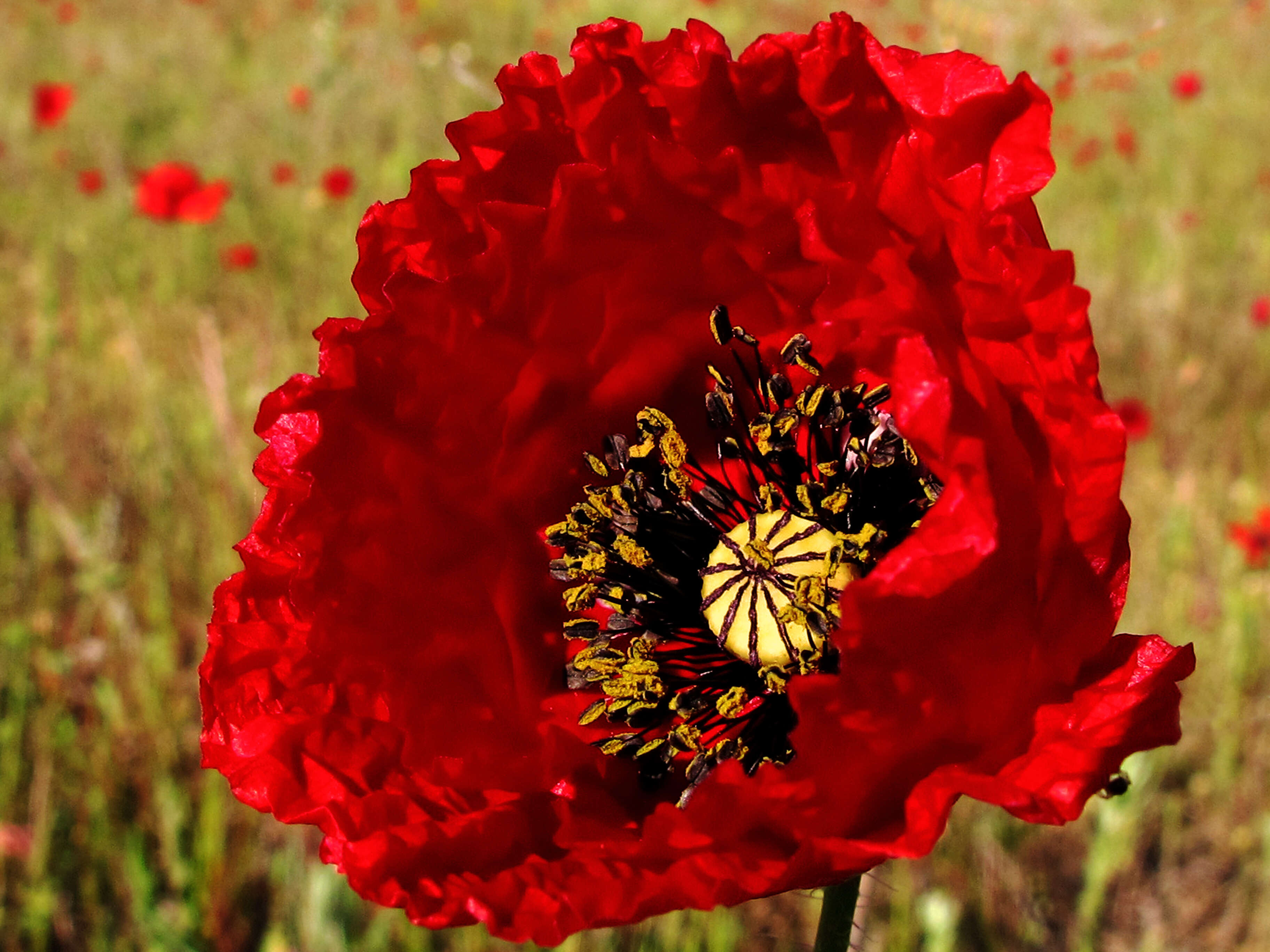 Image of corn poppy