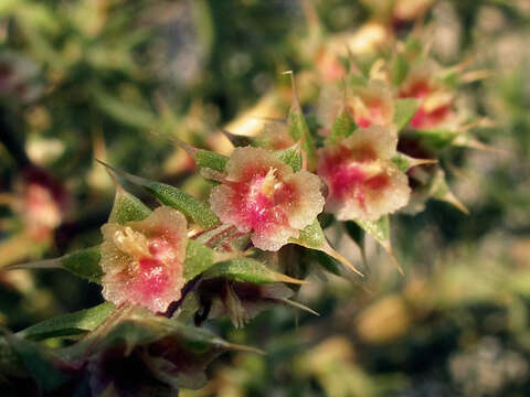 Image of shrubby Russian thistle