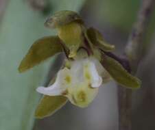 Image of Tangle orchids