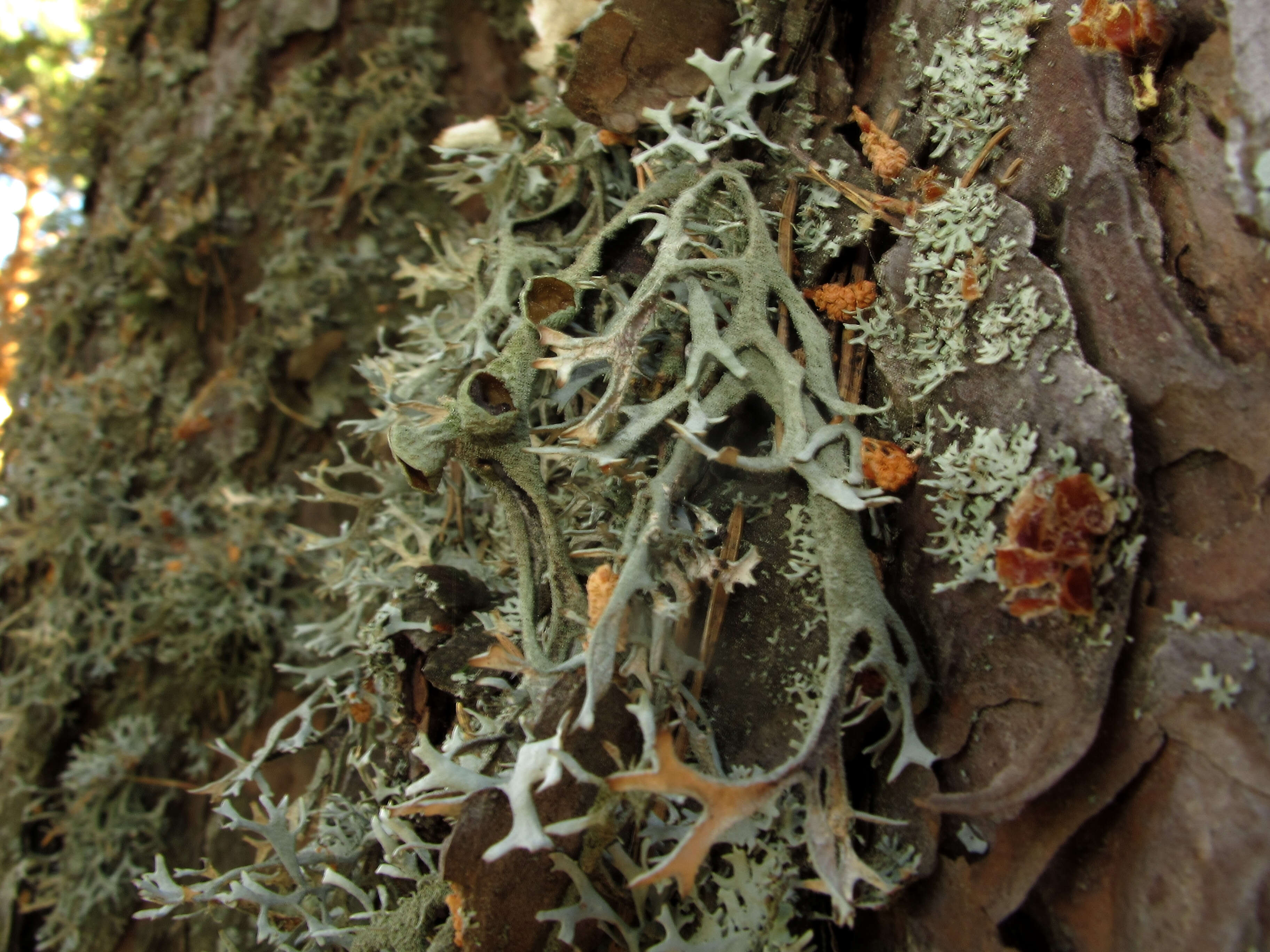 Image of Pseudevernia furfuracea (L.) Zopf