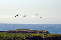 Image of Brown Pelican