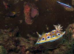 Image of Purple spot skirt lifter slug