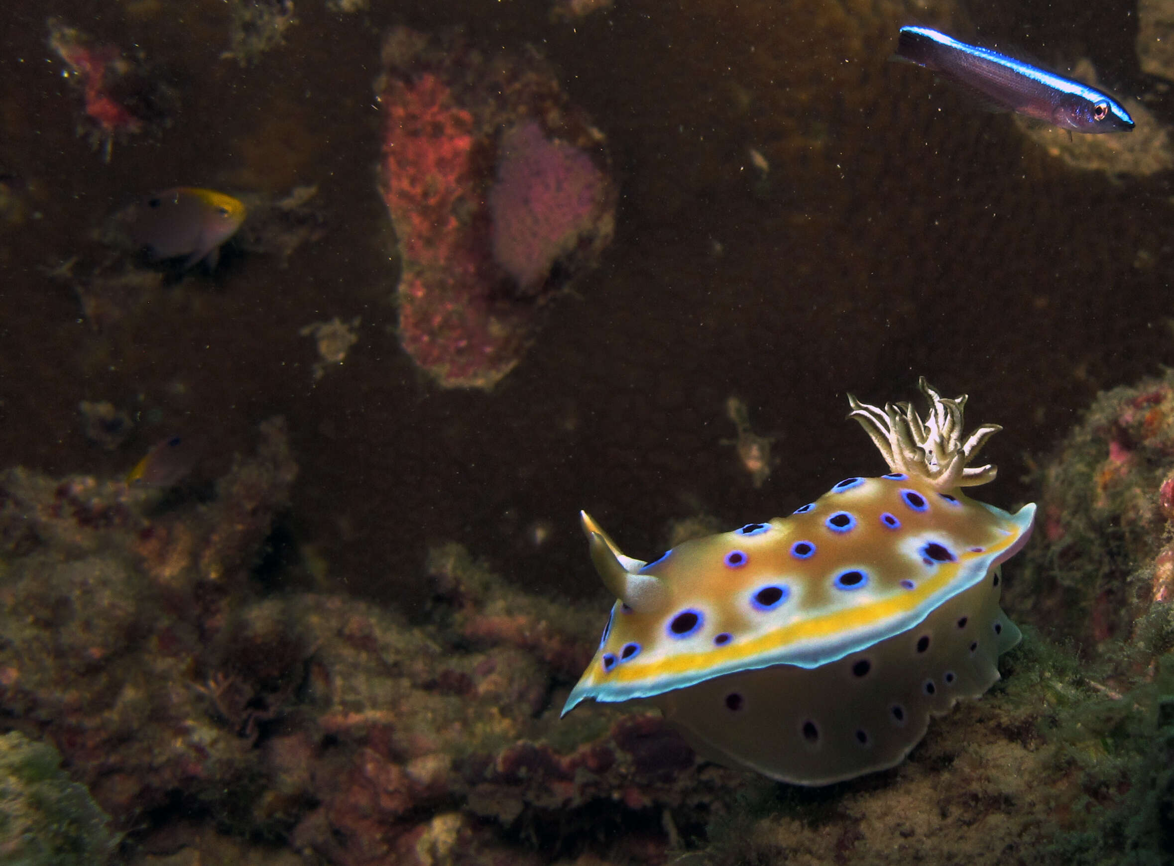 Image of Purple spot skirt lifter slug