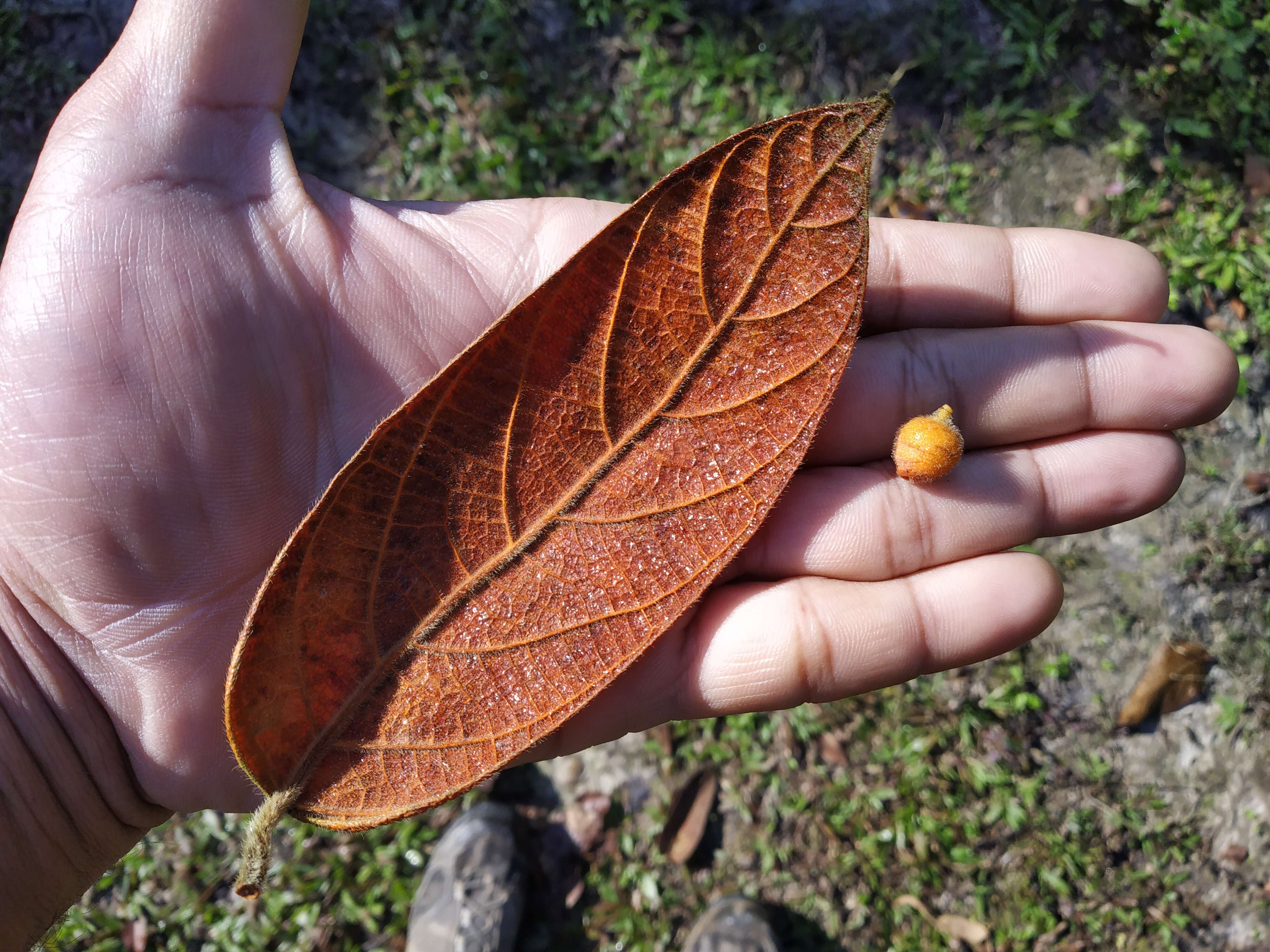 Plancia ëd Ficus sagittata J. König ex Vahl