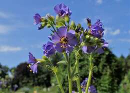 Слика од Polemonium boreale Adams