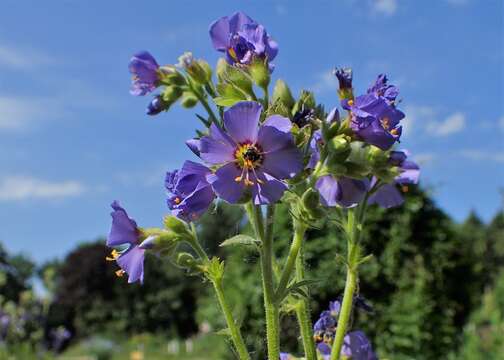 Image of northern Jacob's-ladder