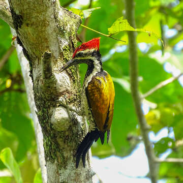 Image of Black-rumped Flameback