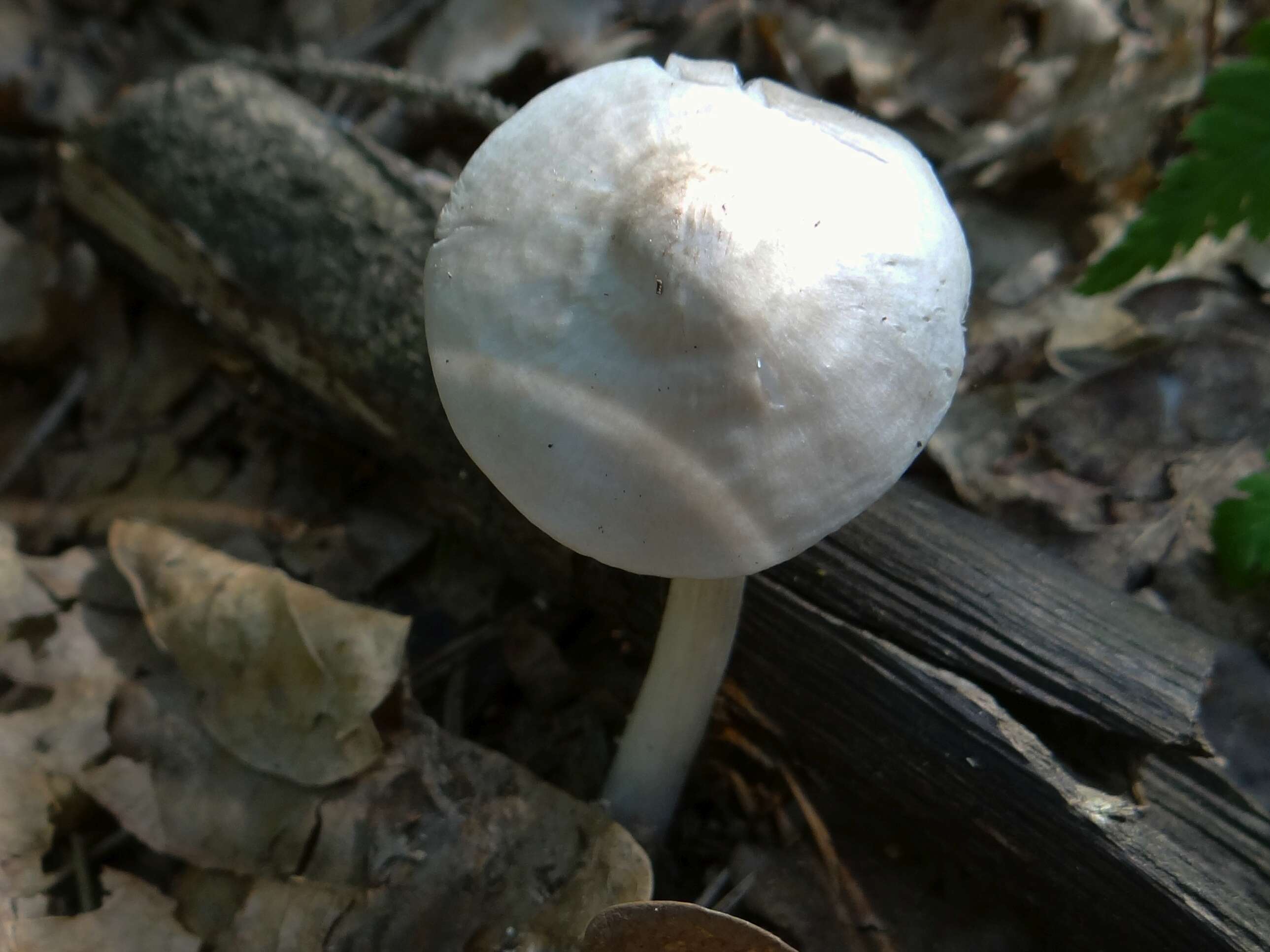 Image of Entoloma rhodopolium (Fr.) P. Kumm. 1871