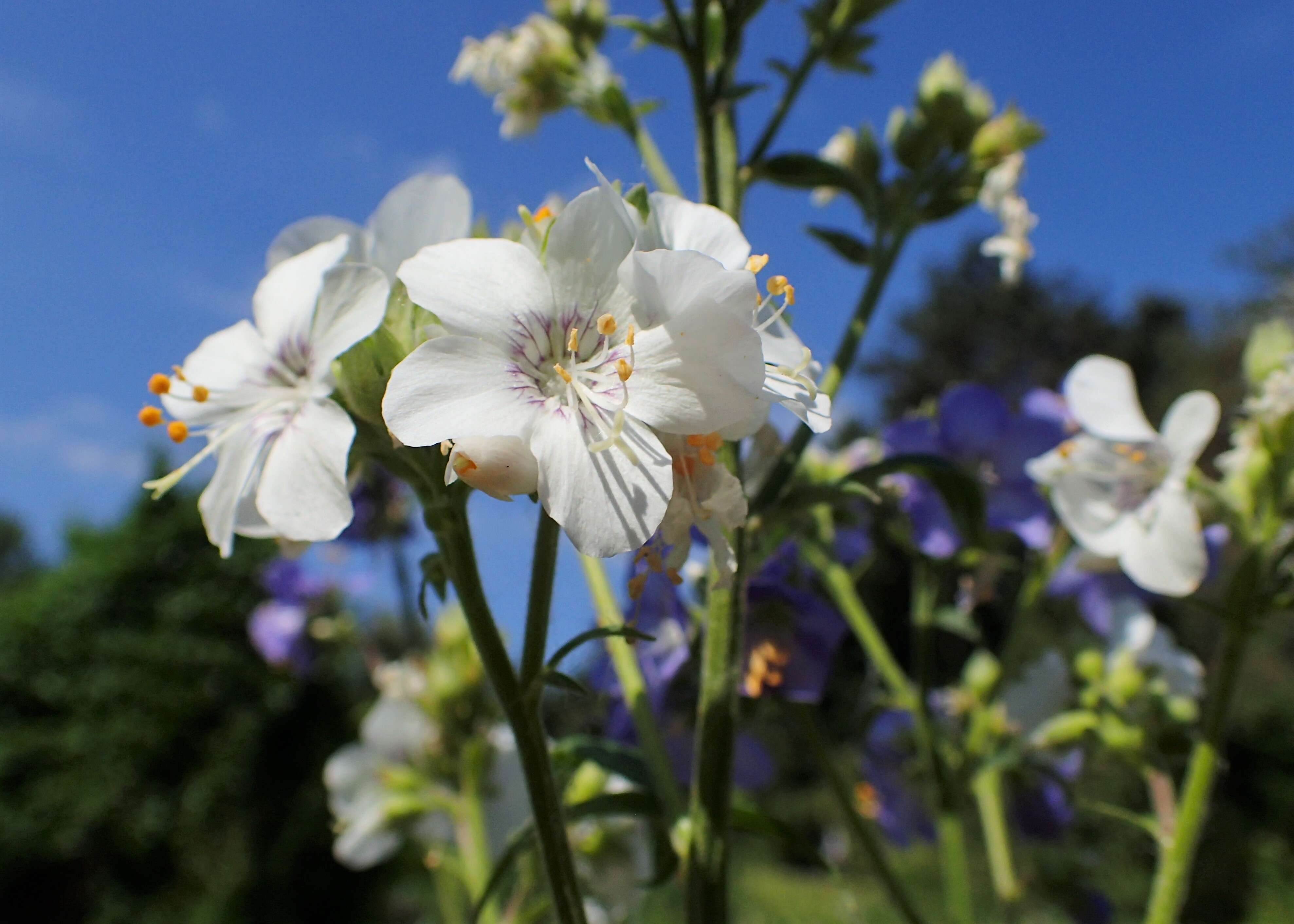 Image de Polémoine bleue