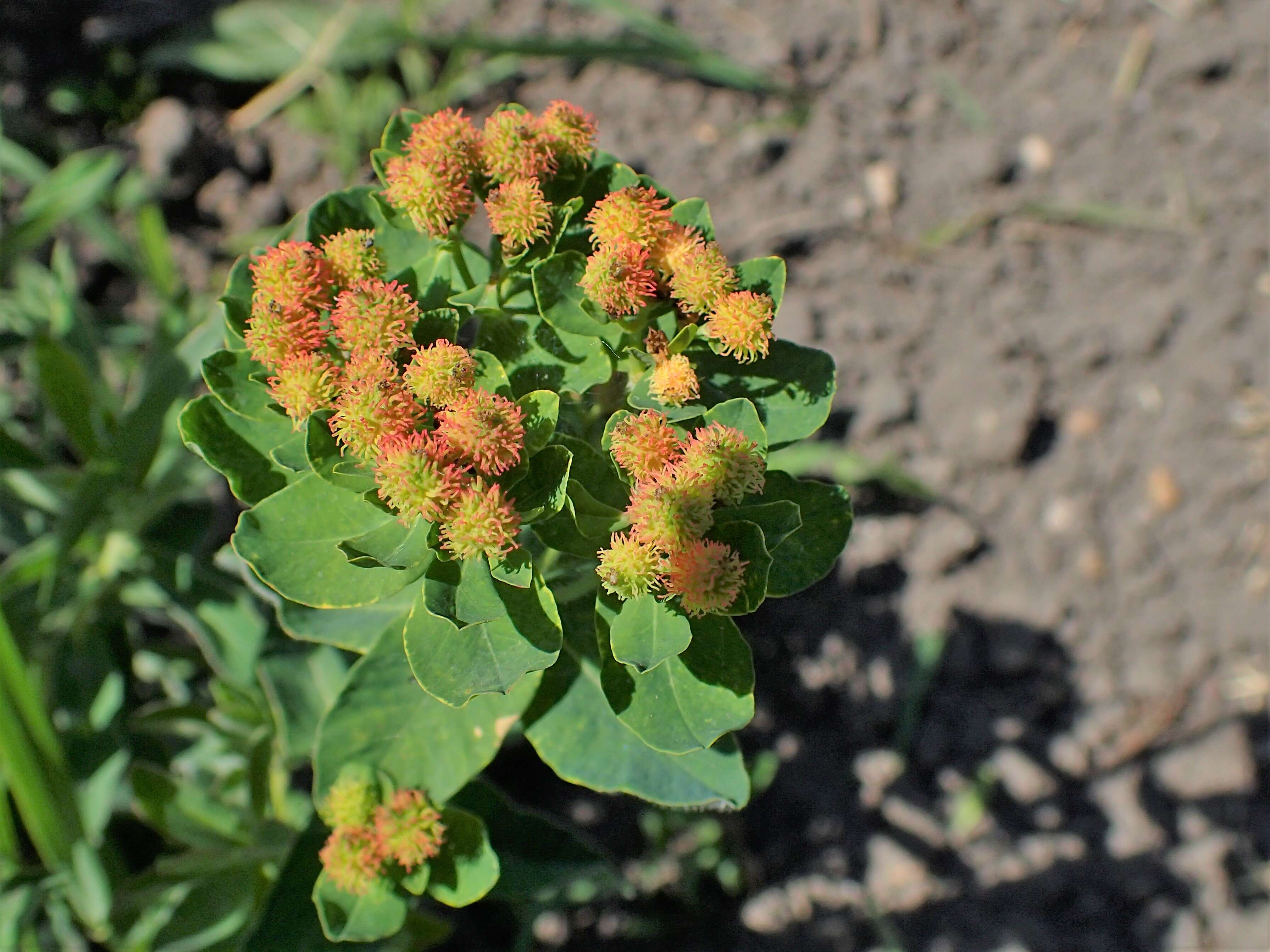 Image of cushion spurge