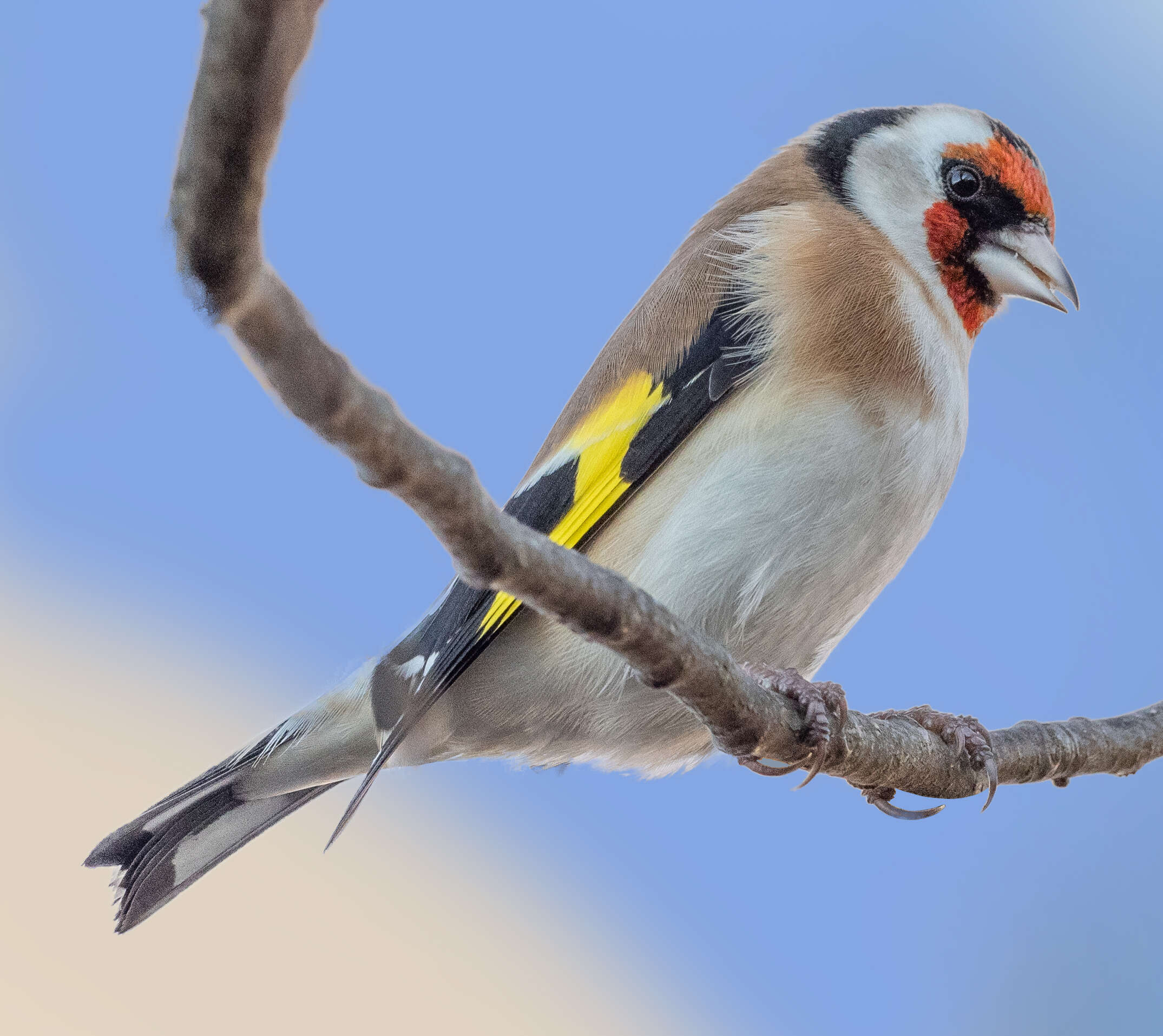 Image of European Goldfinch