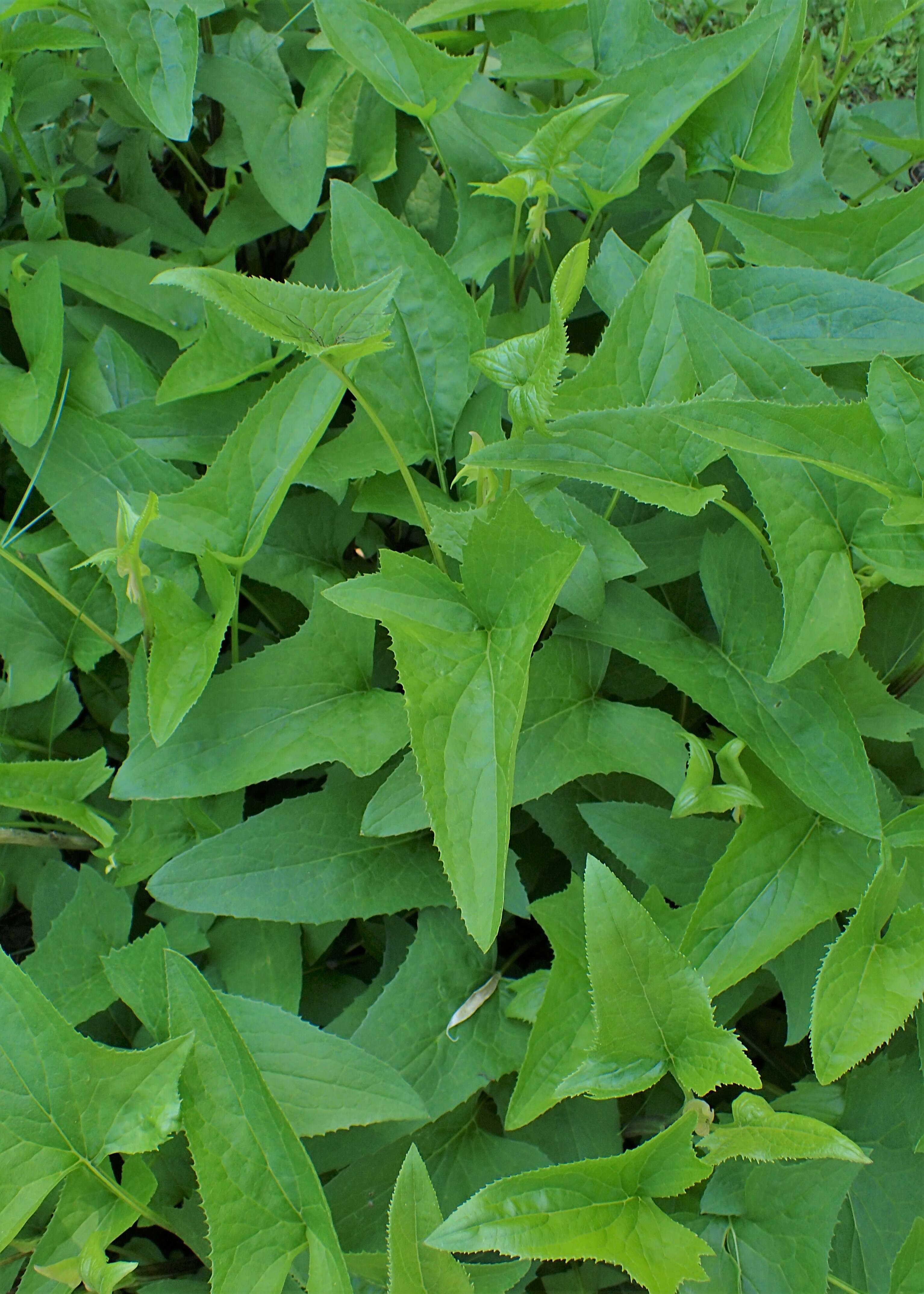 Image of false Indian plantain