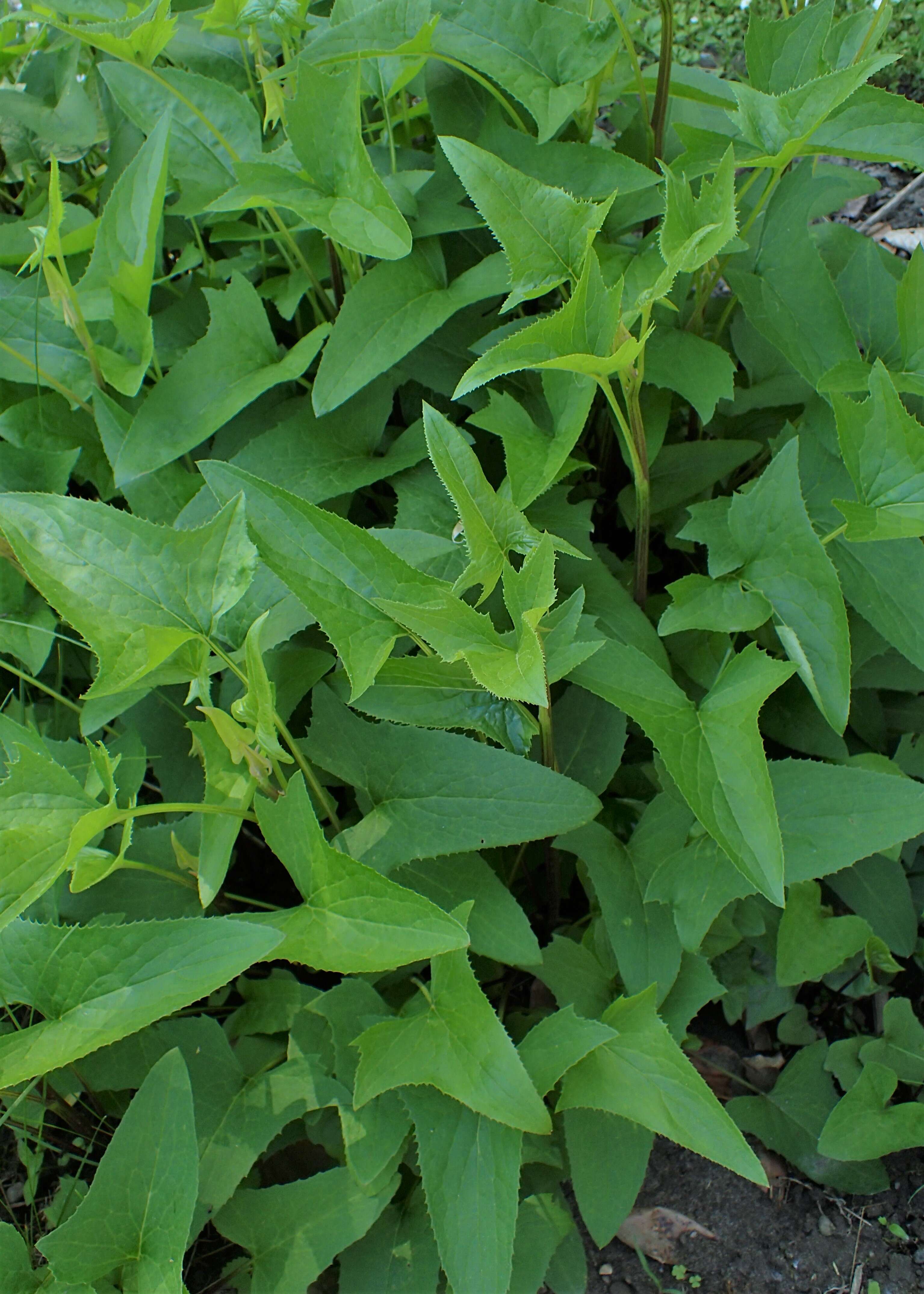 Image of false Indian plantain