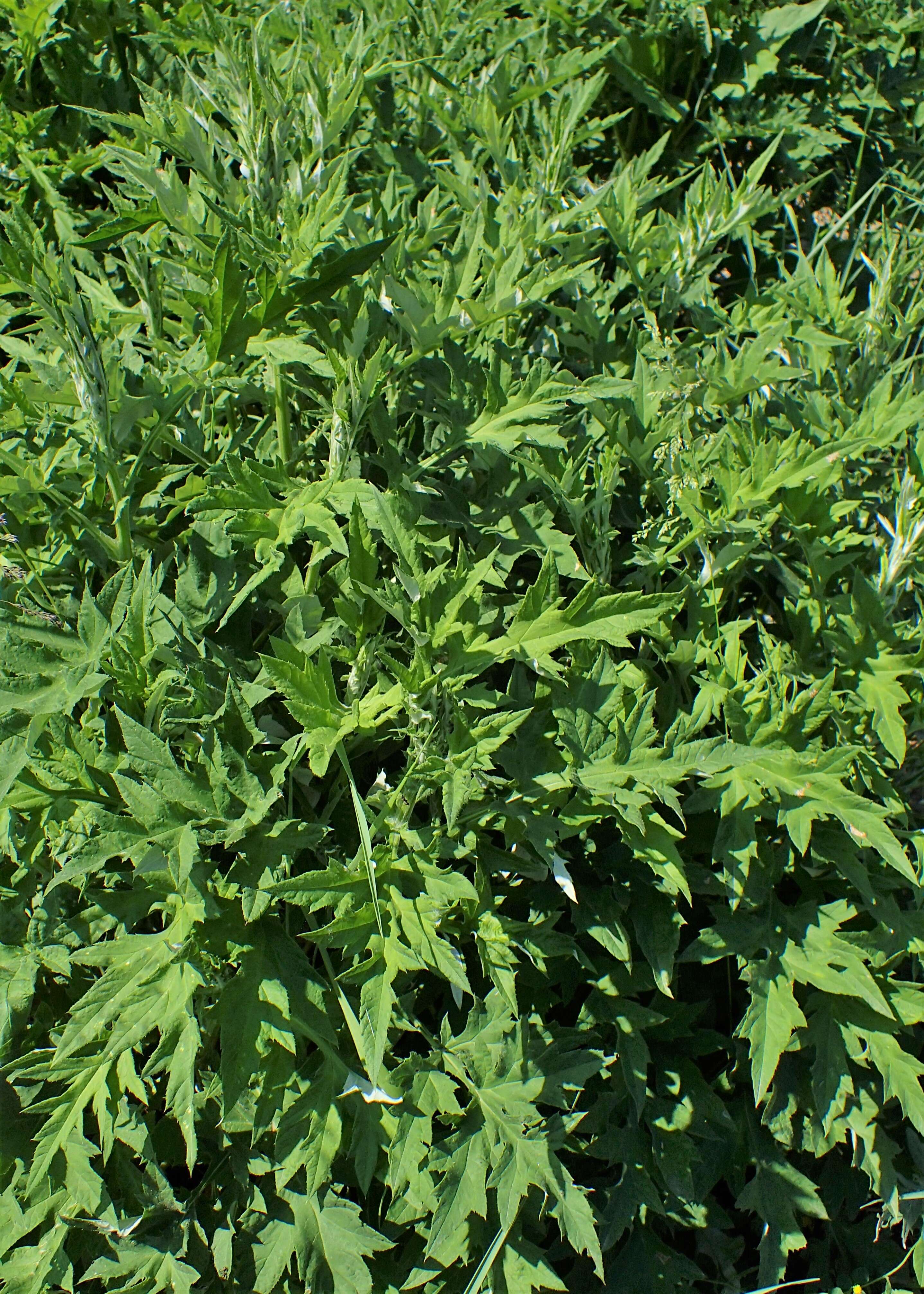 Image of southern globethistle