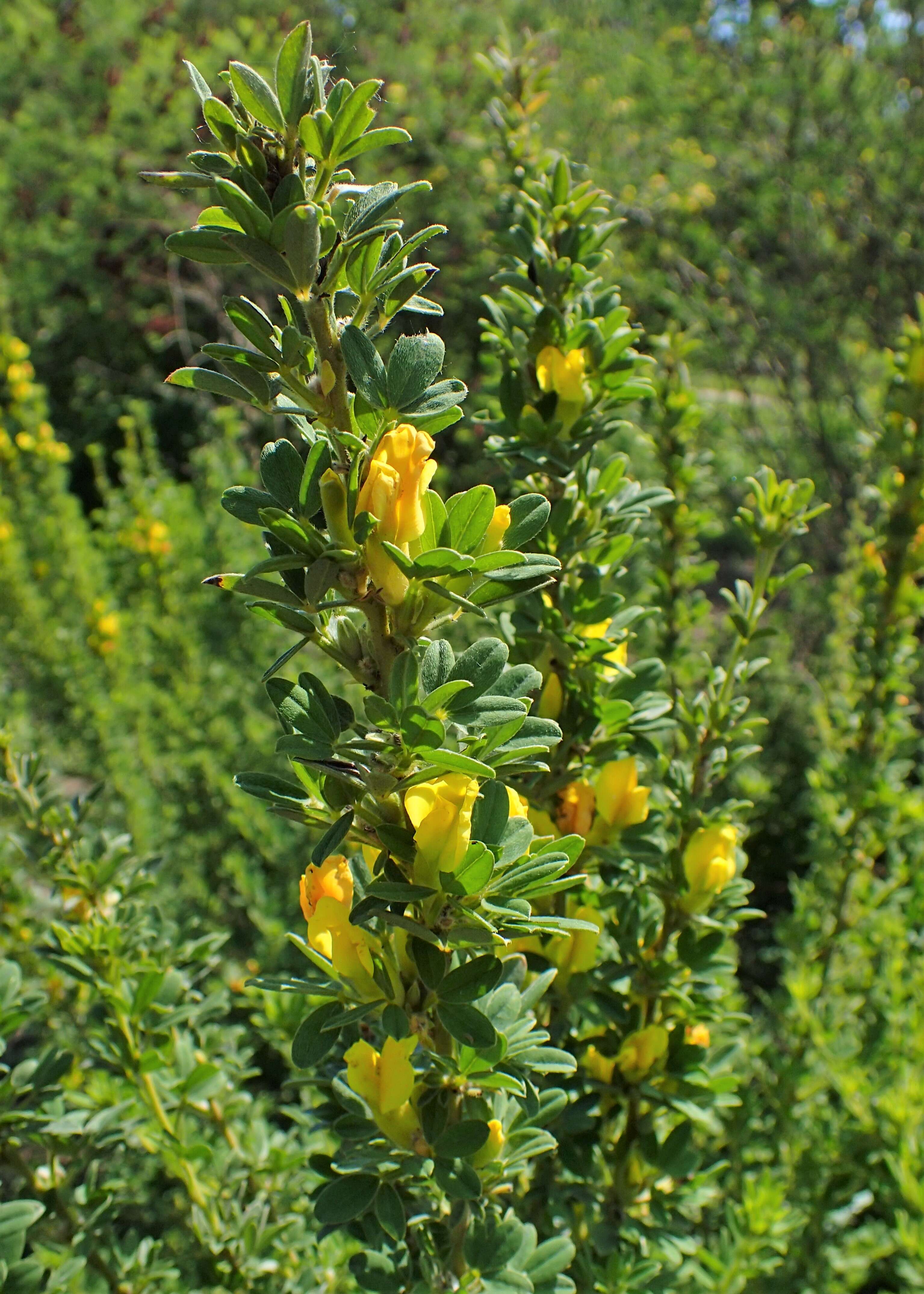 Image of big-flower broom