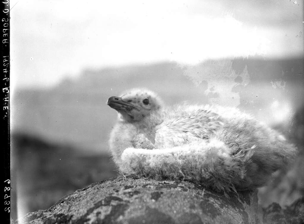 Image of Glaucous Gull