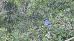 Image of Eastern Bluebird