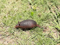 Image of Brazilian Lesser Long-nosed Armadillo