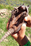 Image of Brazilian Lesser Long-nosed Armadillo
