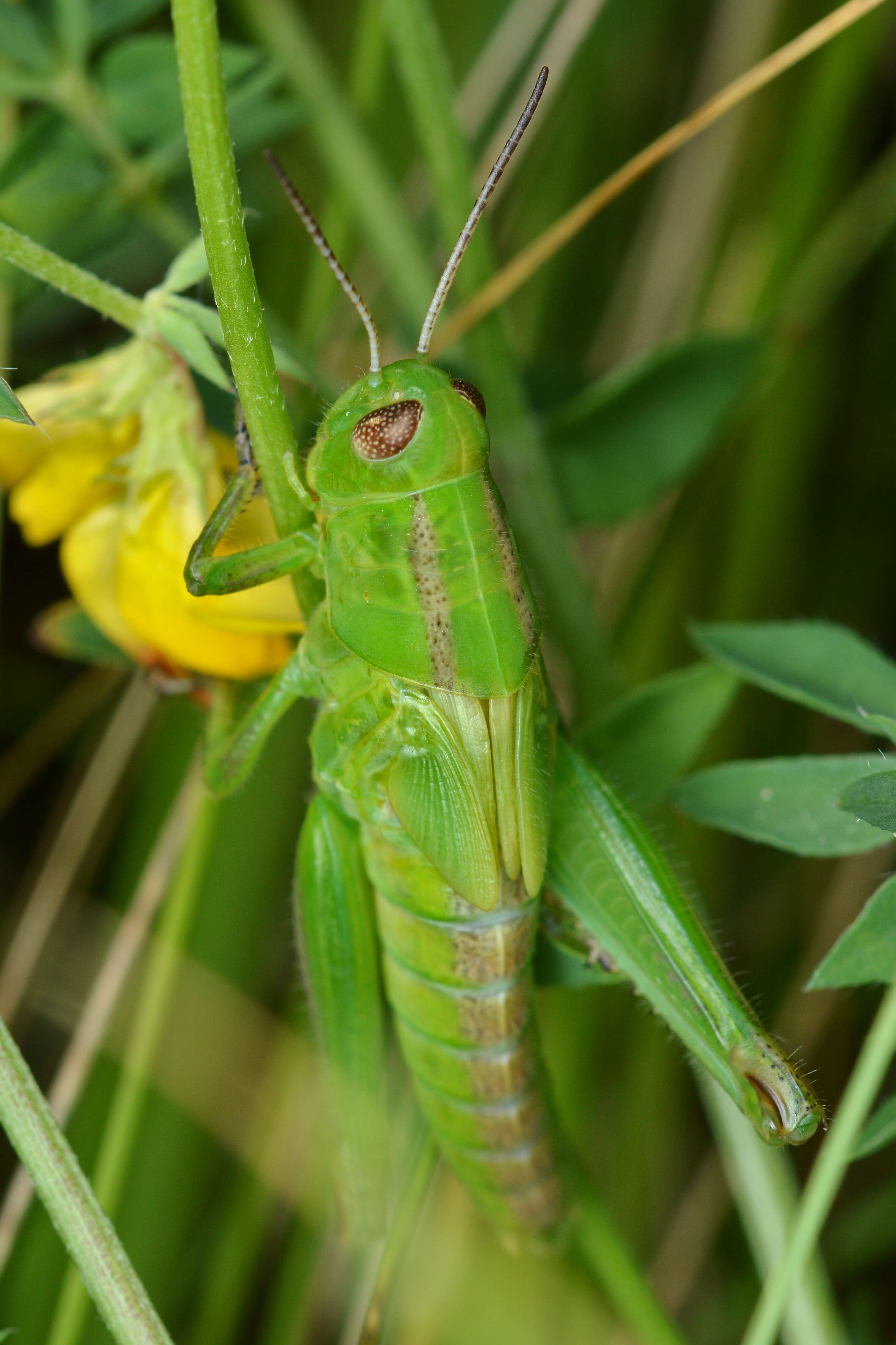 Melanoplus bivittatus (Say 1825)的圖片